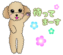 The Toy Poodle stickers 3 sticker #11544618