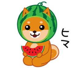 Shiba dog "MUSASHI" 8 sticker #11563278