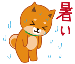 Shiba dog "MUSASHI" 8 sticker #11563280