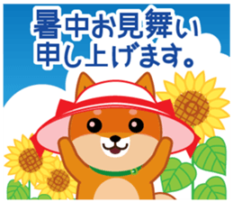 Shiba dog "MUSASHI" 8 sticker #11563289