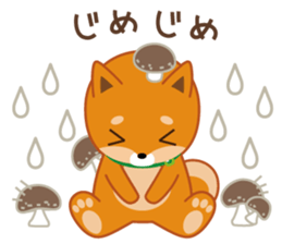 Shiba dog "MUSASHI" 8 sticker #11563292