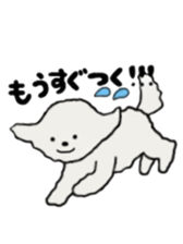 Belle, the bichon frise sticker #11564884