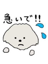 Belle, the bichon frise sticker #11564887