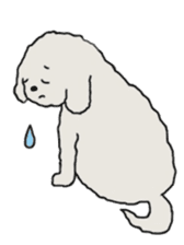 Belle, the bichon frise sticker #11564892