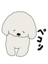 Belle, the bichon frise sticker #11564910