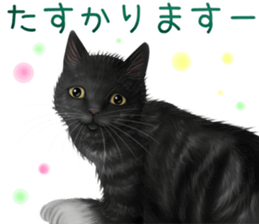 zumo cats sticker vol.5 (Japanese) sticker #11571083