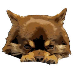 Yu-ri of a chihuahua