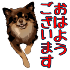 Yu-ri of a chihuahua sticker #11590072