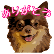 Yu-ri of a chihuahua sticker #11590074