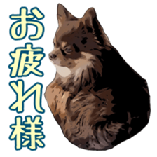 Yu-ri of a chihuahua sticker #11590076