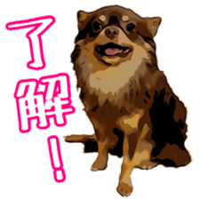 Yu-ri of a chihuahua sticker #11590077