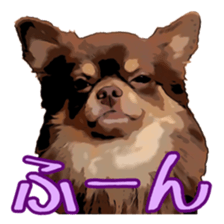 Yu-ri of a chihuahua sticker #11590078