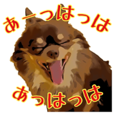 Yu-ri of a chihuahua sticker #11590079