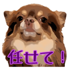 Yu-ri of a chihuahua sticker #11590081