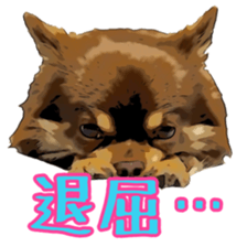 Yu-ri of a chihuahua sticker #11590083