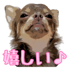 Yu-ri of a chihuahua sticker #11590084