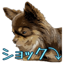 Yu-ri of a chihuahua sticker #11590085