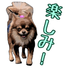 Yu-ri of a chihuahua sticker #11590086