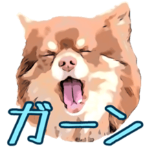 Yu-ri of a chihuahua sticker #11590087