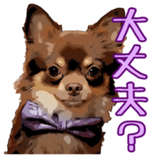 Yu-ri of a chihuahua sticker #11590088
