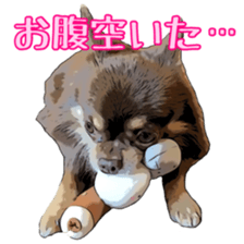 Yu-ri of a chihuahua sticker #11590089