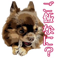 Yu-ri of a chihuahua sticker #11590090