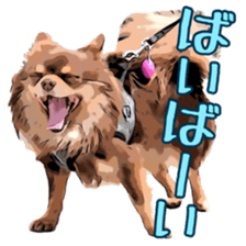Yu-ri of a chihuahua sticker #11590091