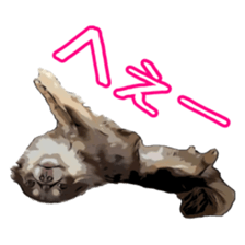 Yu-ri of a chihuahua sticker #11590092