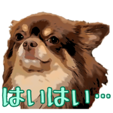 Yu-ri of a chihuahua sticker #11590093