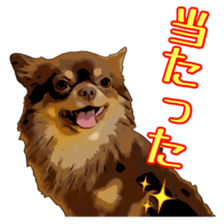 Yu-ri of a chihuahua sticker #11590094