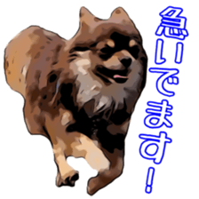 Yu-ri of a chihuahua sticker #11590096