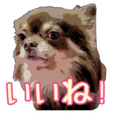 Yu-ri of a chihuahua sticker #11590097