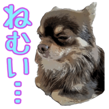Yu-ri of a chihuahua sticker #11590098