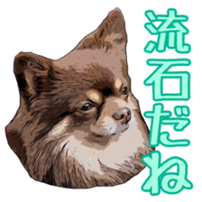 Yu-ri of a chihuahua sticker #11590099