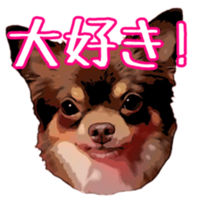 Yu-ri of a chihuahua sticker #11590100