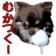 Yu-ri of a chihuahua sticker #11590102