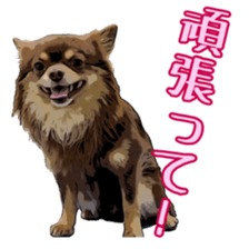 Yu-ri of a chihuahua sticker #11590104