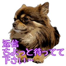 Yu-ri of a chihuahua sticker #11590105