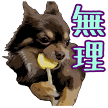 Yu-ri of a chihuahua sticker #11590106