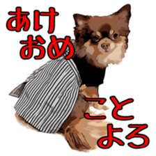 Yu-ri of a chihuahua sticker #11590108
