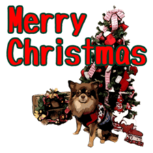 Yu-ri of a chihuahua sticker #11590109