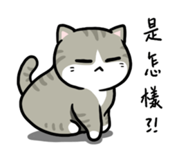 Annoying Staring Cat sticker #11596012