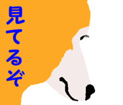 Shiba inu MOMO chan the third as well 19 sticker #11596537