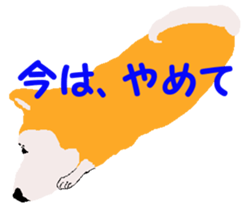 Shiba inu MOMO chan the third as well 19 sticker #11596541