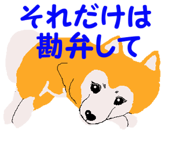Shiba inu MOMO chan the third as well 19 sticker #11596542
