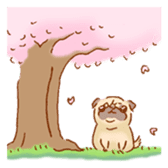 Sticker of a cute pug sticker #11616731
