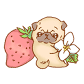 Sticker of a cute pug sticker #11616733
