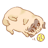 Sticker of a cute pug sticker #11616748