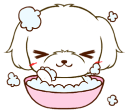 Maltese tan 2 sticker #11617906