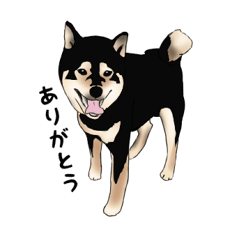 Black shiba inu loose Sticker